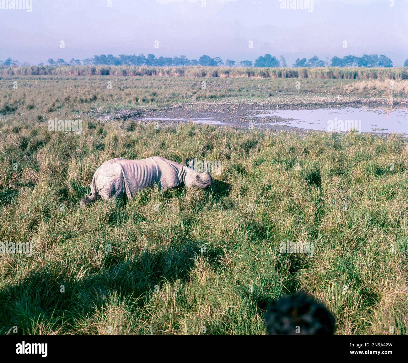 Grand Indien Rhinoceros (Rhinoceros unicornis) dans le parc national de Kazirznga, Assam, Inde, Asie Banque D'Images