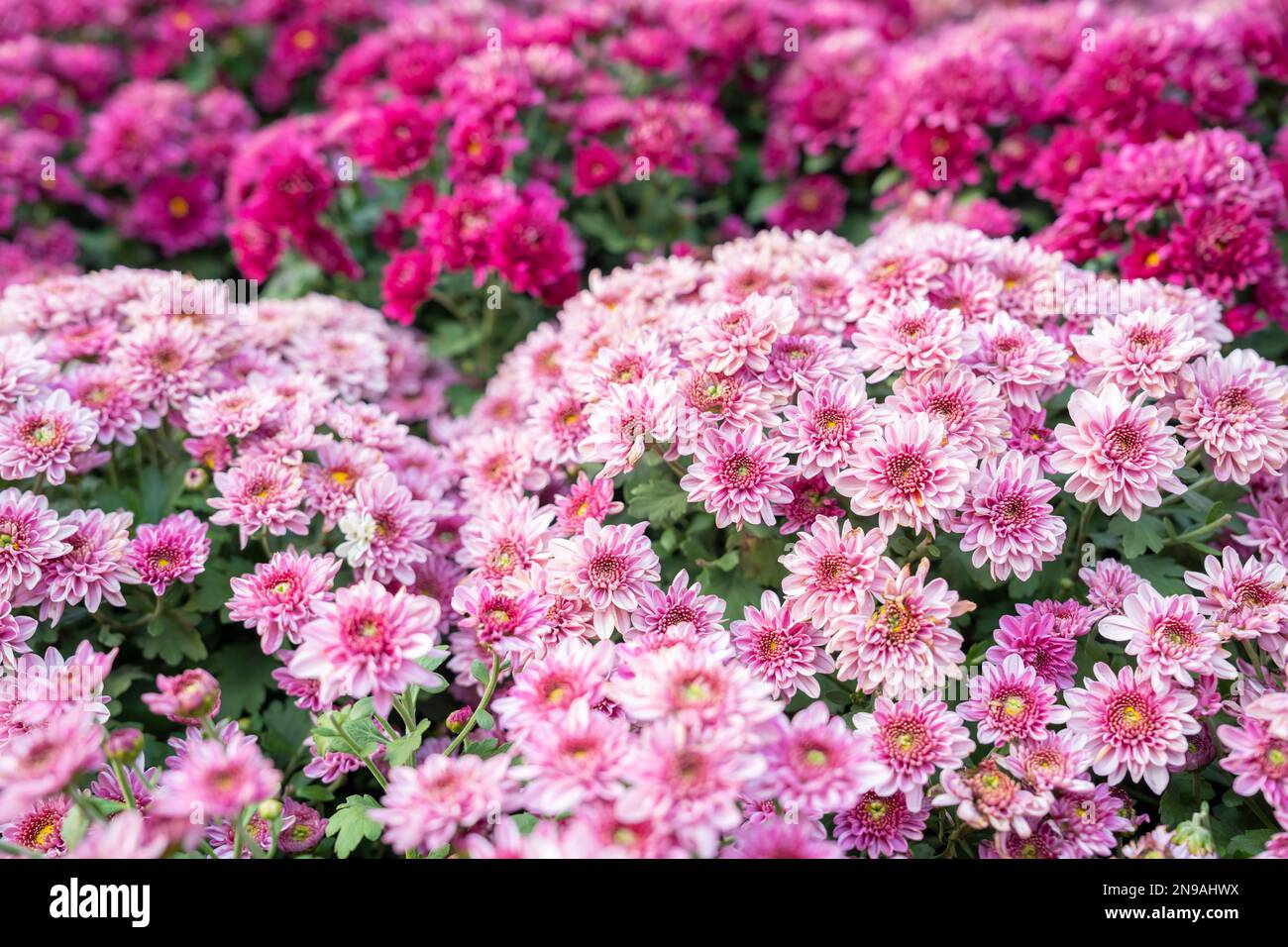 Motif chrysanthème dans le parc de fleurs. Groupe de fleurs de chrysanthème rose. Banque D'Images