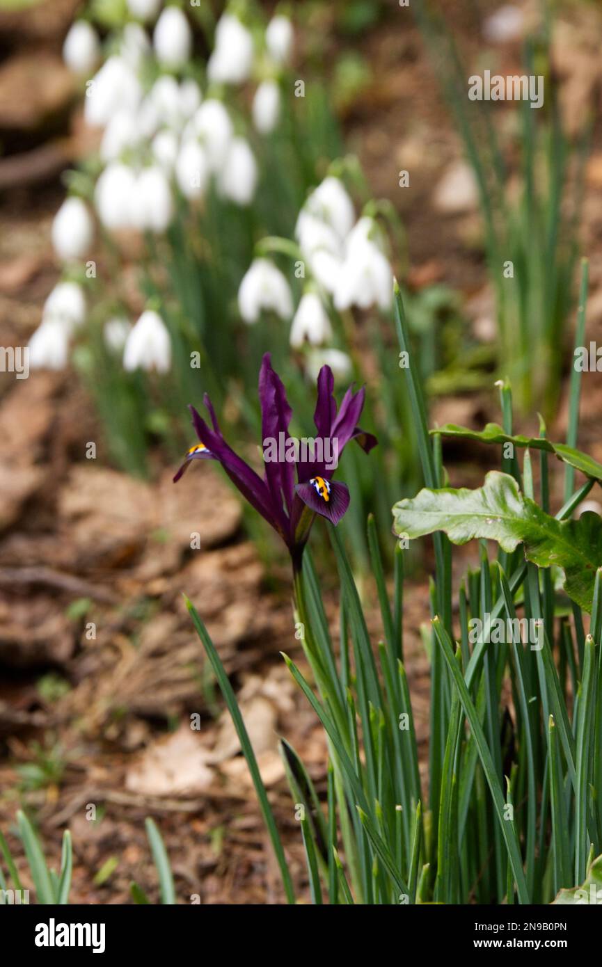 Fleurs d'hiver de l'iris reticulata et des gouttes de neige, galanthus nivalis dans le jardin du Royaume-Uni février Banque D'Images
