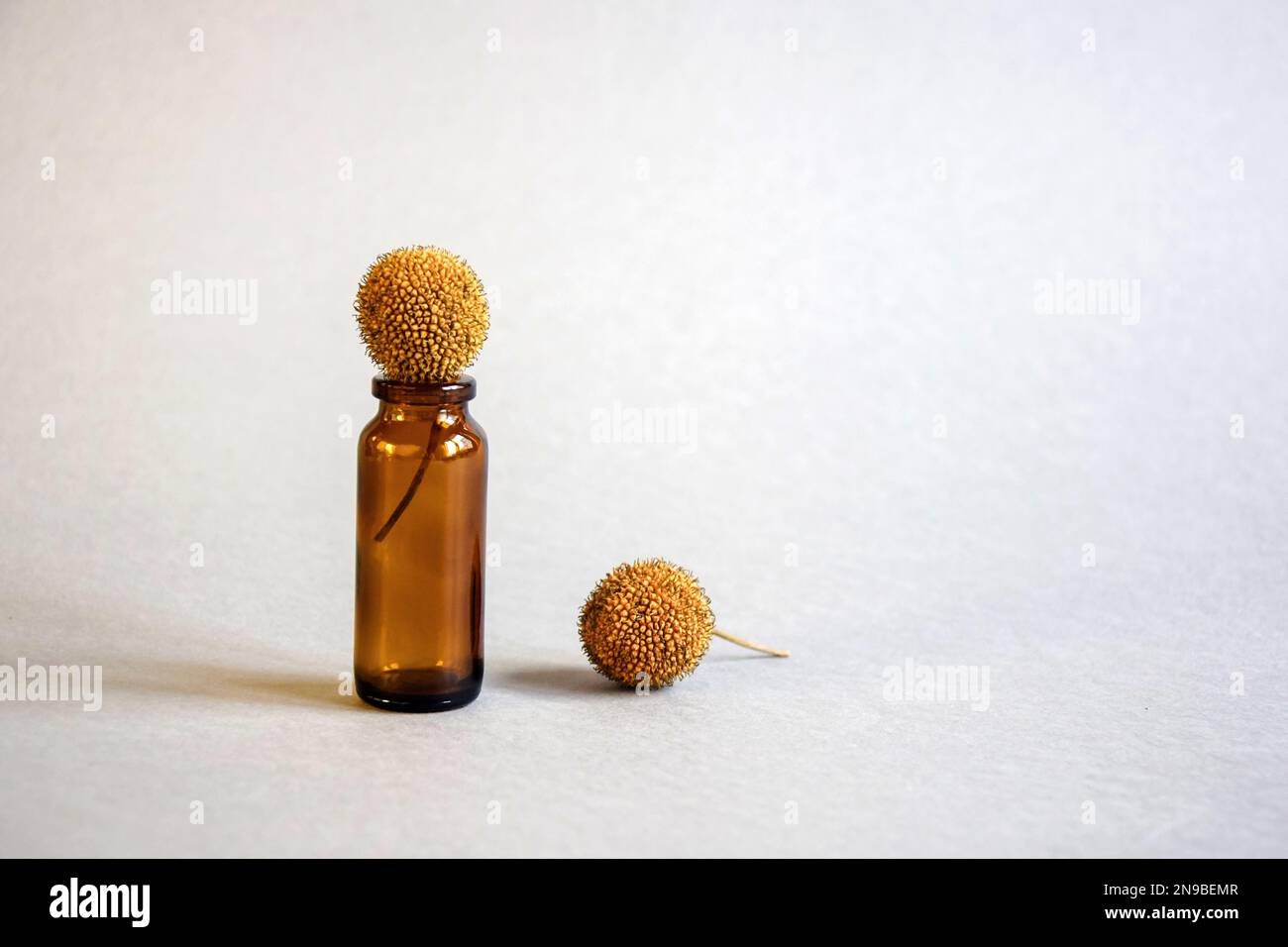 Boule séchée avec des graines de sycomore. Composition avec petit vase brun en verre sur fond gris. Design créatif. Les éléments arrière sont flous. Fermer- Banque D'Images