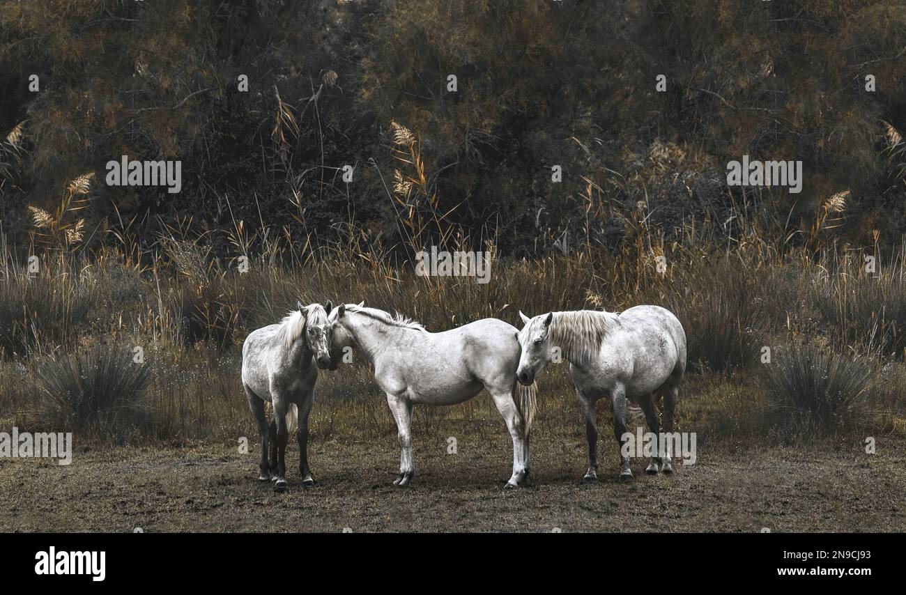 Trois chevaux blancs Camargue se tenant côte à côte, style sépia d'époque rêveur, horizontal Banque D'Images