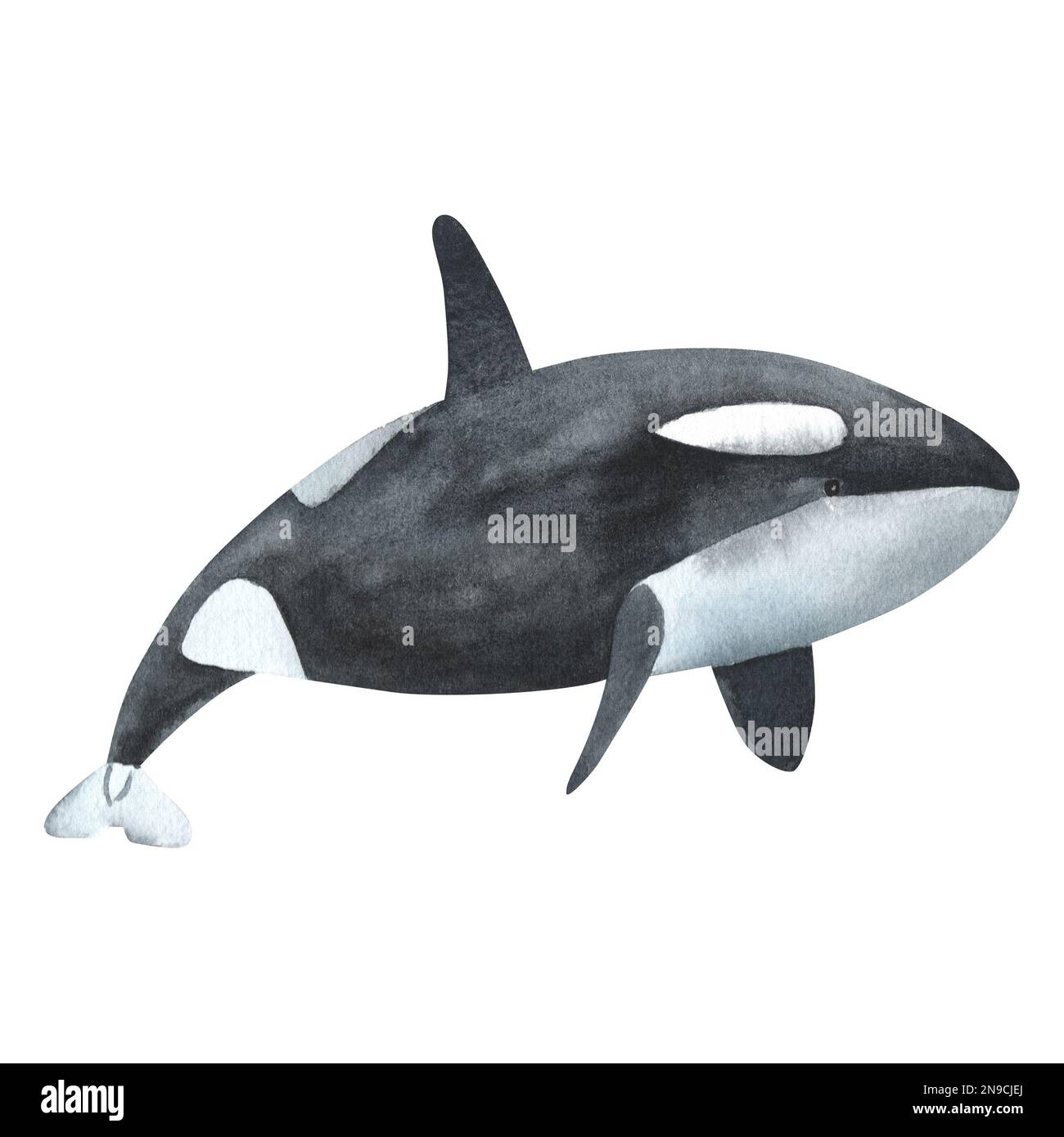 Baleine à l'aquarelle isolée sur fond blanc. Illustration réaliste peinte à la main avec un animal gris sous-marin. Banque D'Images