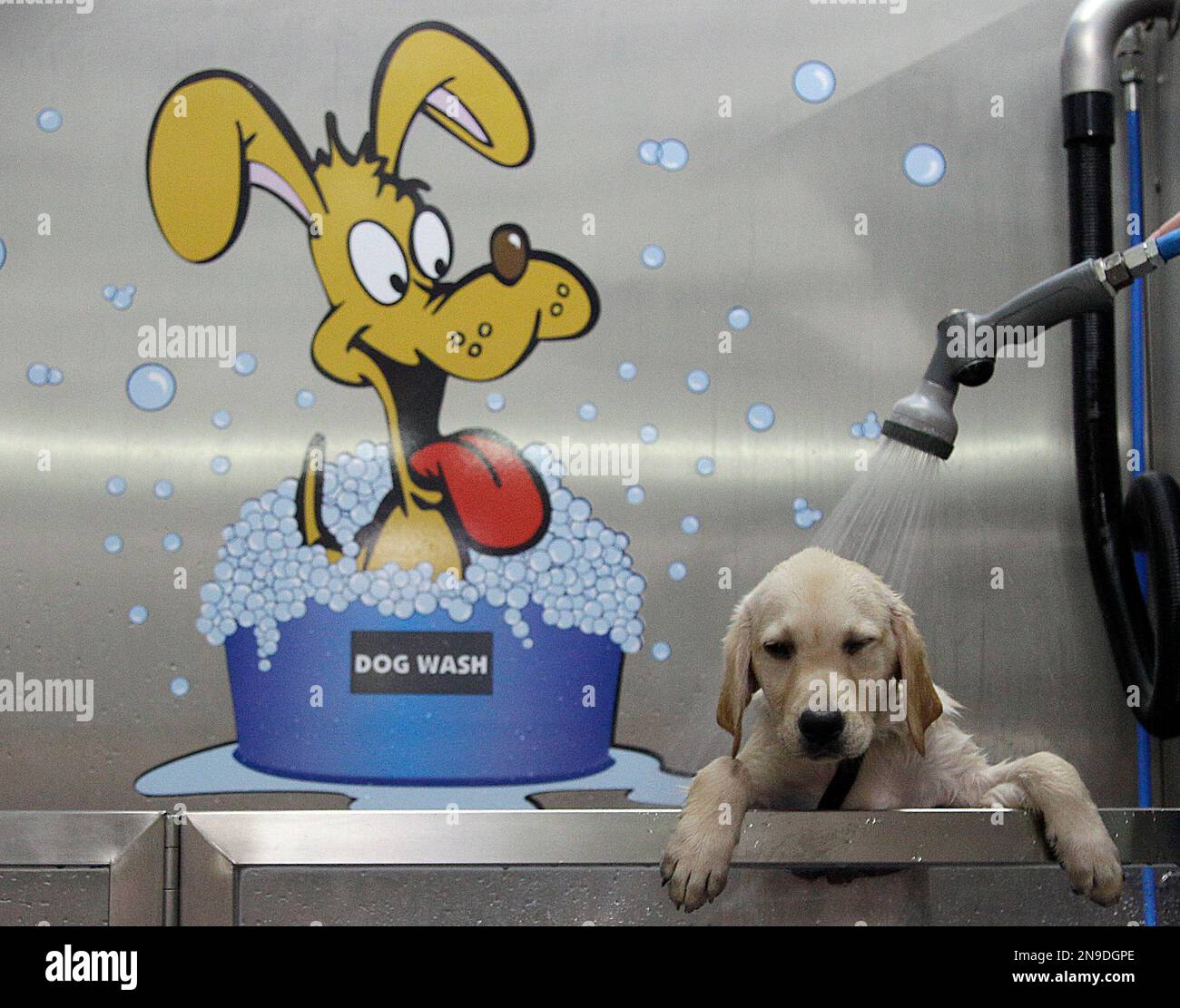 A Labrador Golden Retriever gets a shower at Germany's first Dog Wash