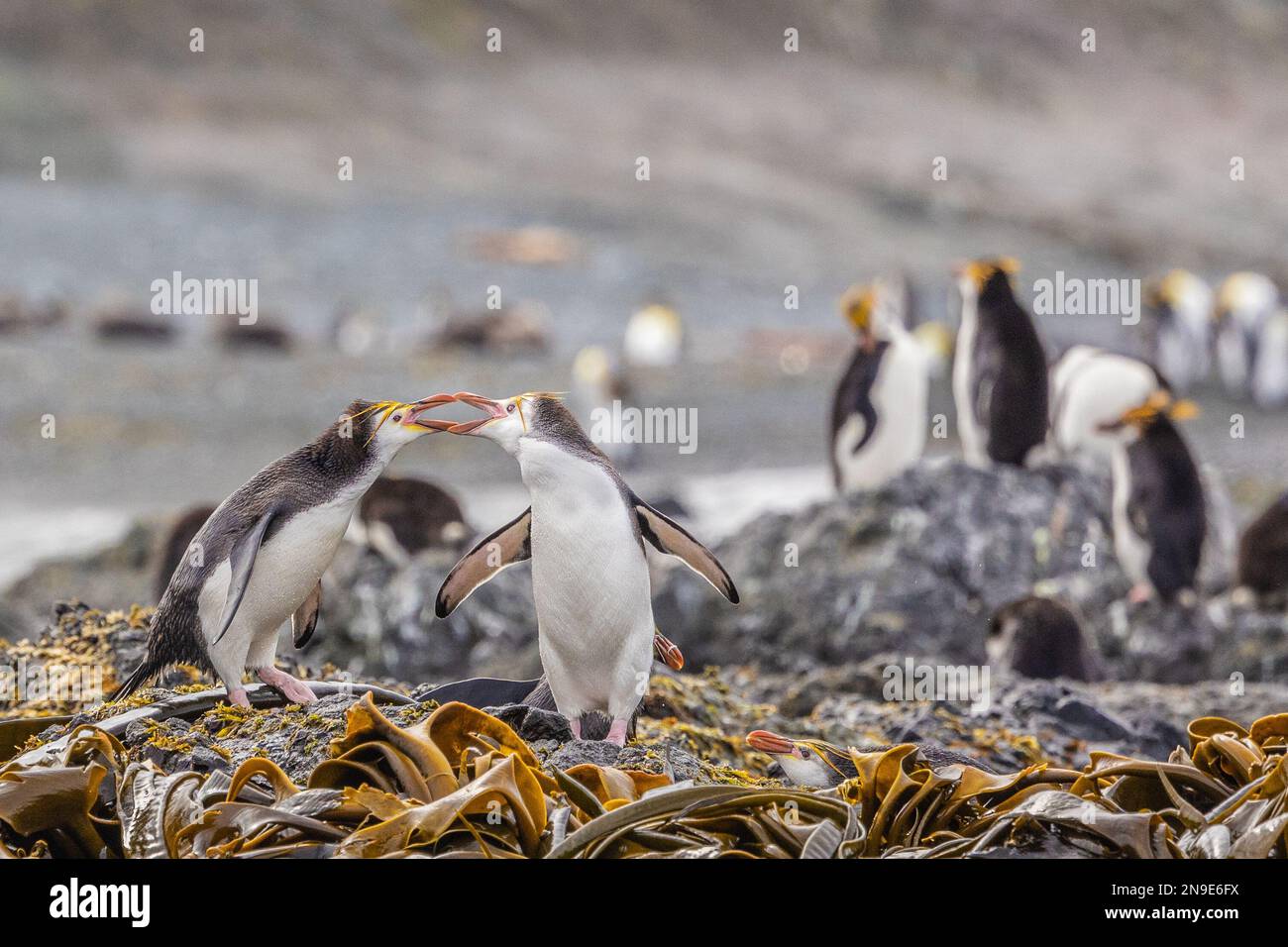 Comportement de reproduction des pingouins royaux (Eudyptes schlegeli), île Macquarie, Australie Banque D'Images