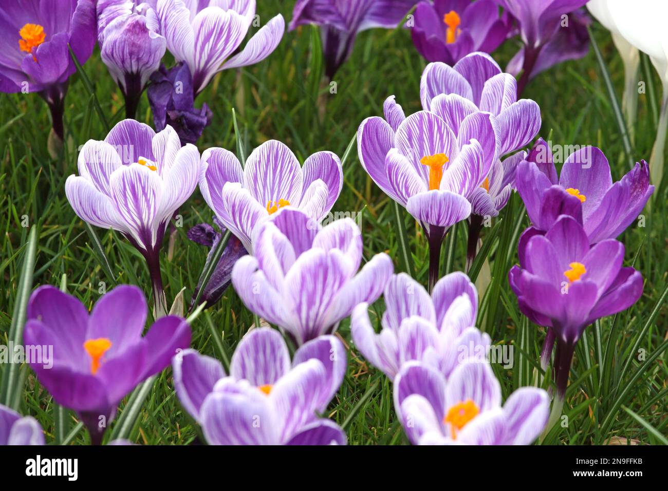 Crocus pourpre et mauve ‘pickwick’ et ‘record de fleur’ fleurissant. Banque D'Images