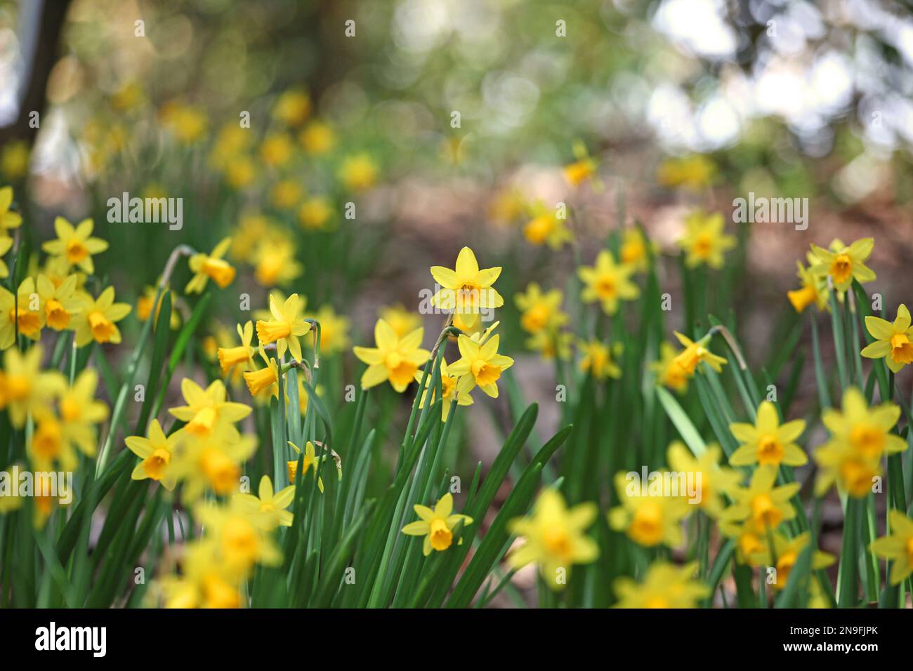 Joli Narcissus jonquil en fleur. Banque D'Images