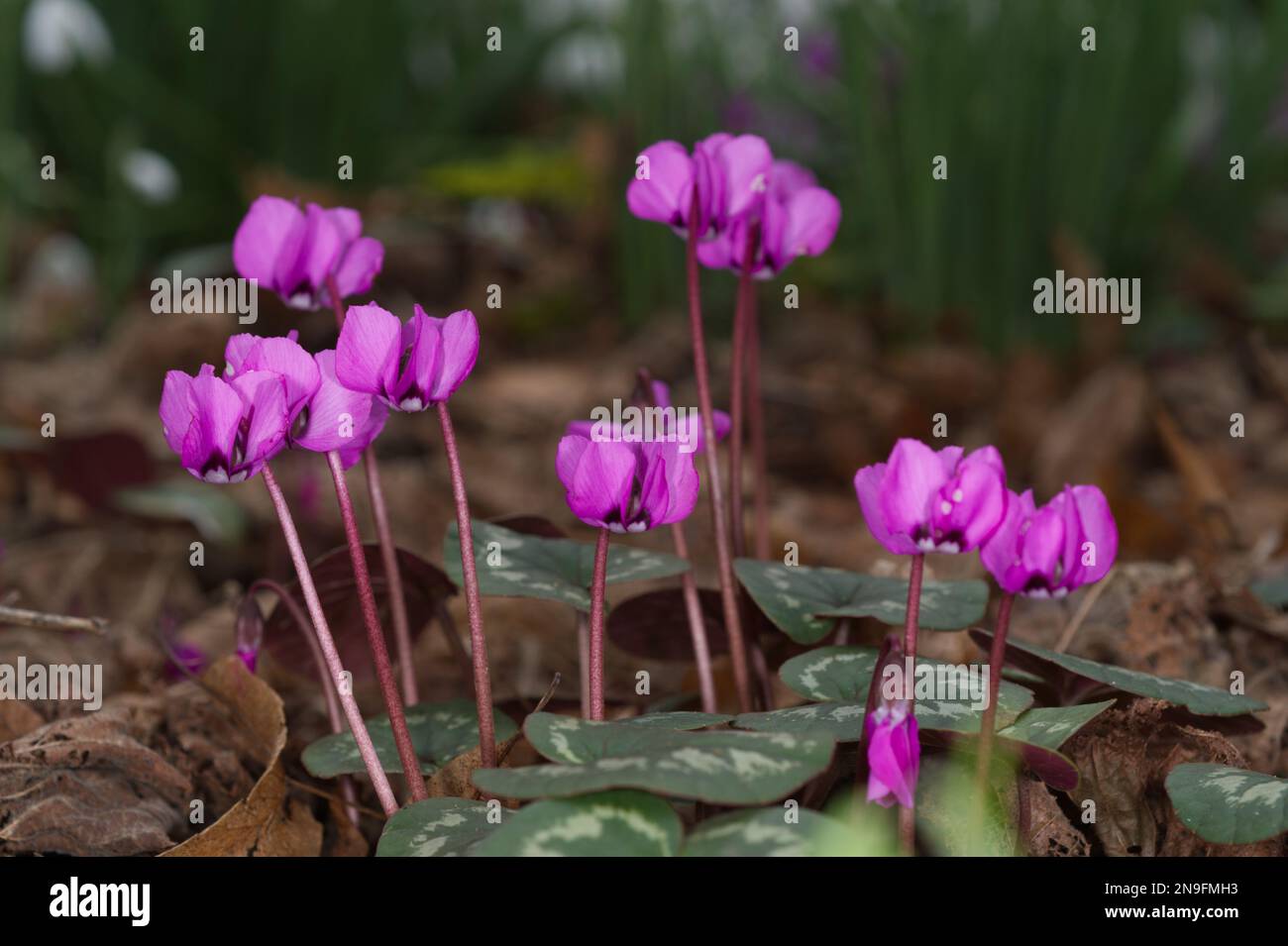 Fleurs de magenta d'hiver fleurs de cyclamen coum Royaume-Uni jardin février Banque D'Images