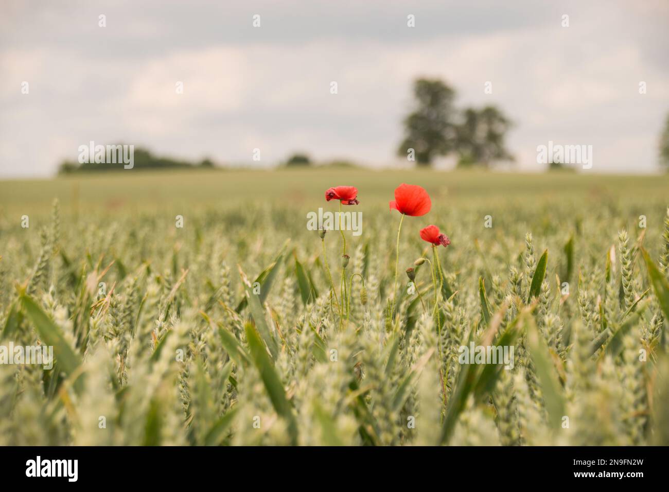 Des coquelicots isolés dans un champ de grain Banque D'Images