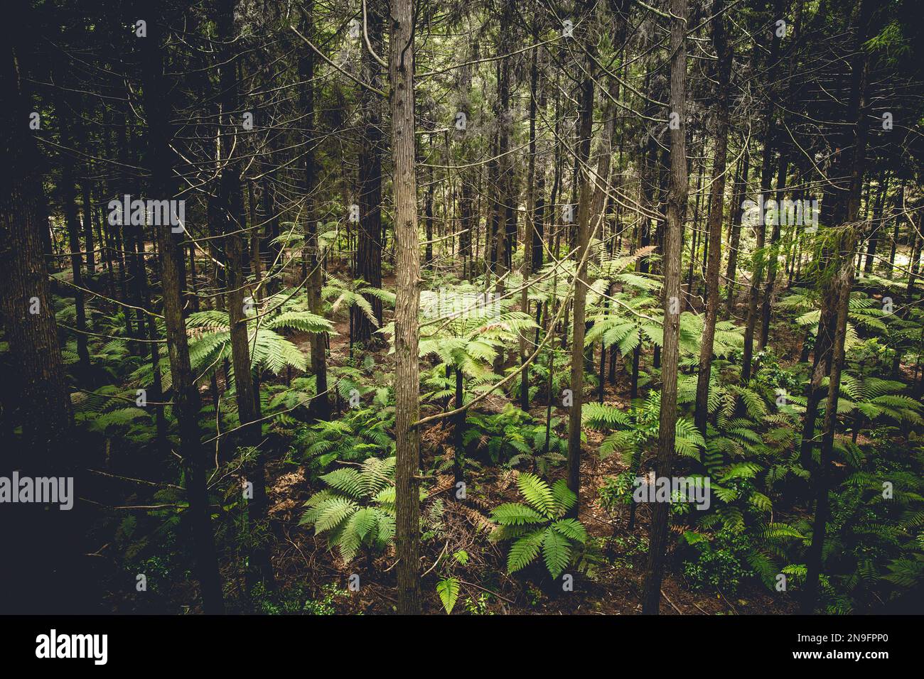 Fougères d'arbres se tenant entre la forêt de séquoias en Nouvelle-Zélande Banque D'Images