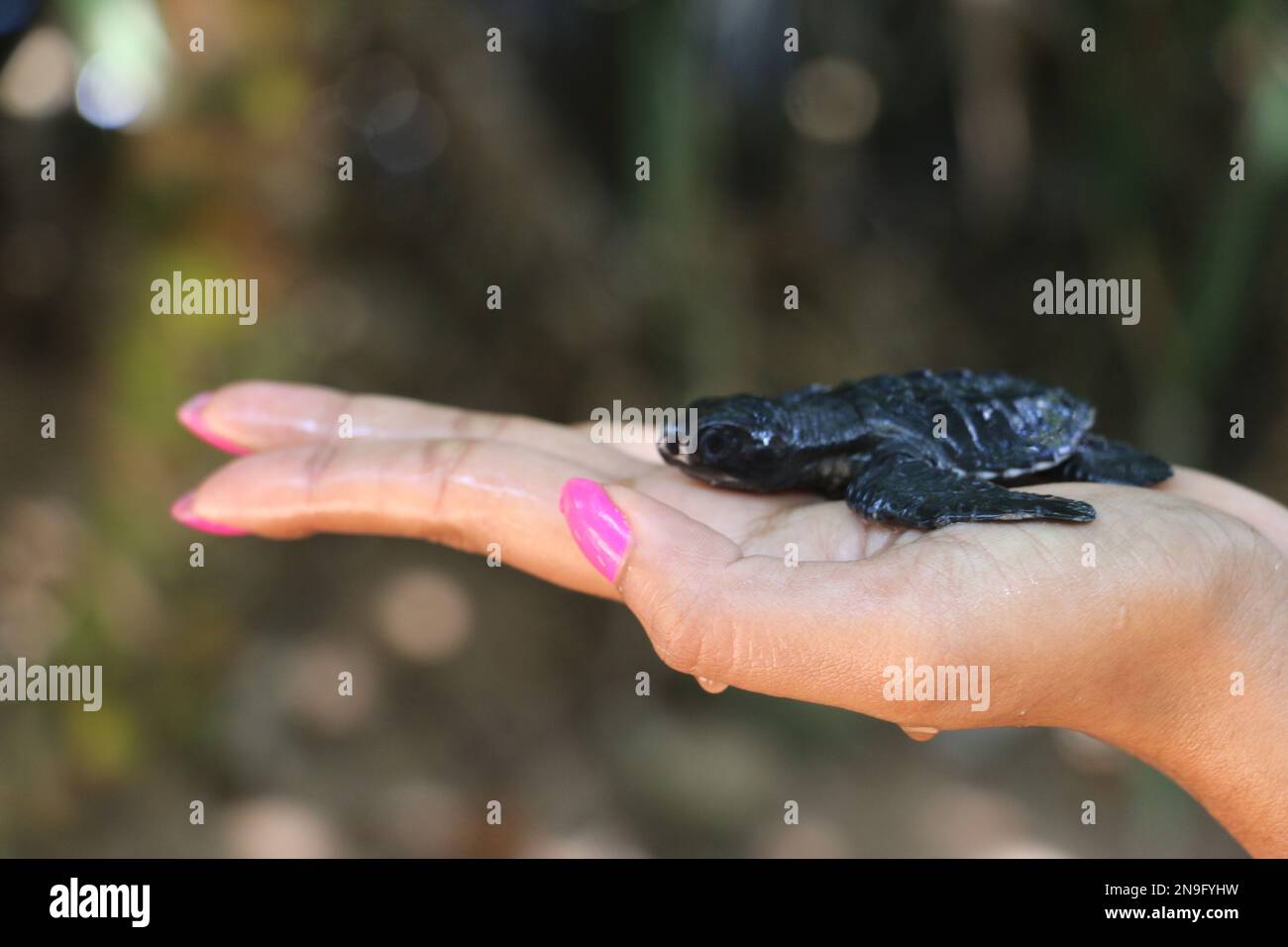 Cette photographie inspirante illustre un projet de conservation des tortues sri-lankaises en action, où des bénévoles dévoués travaillent sans relâche pour protéger Banque D'Images