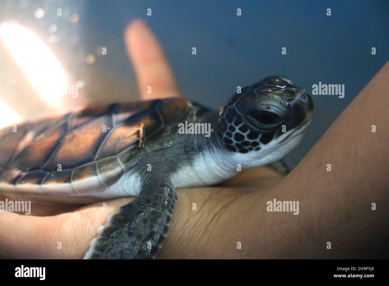 Cette photographie inspirante illustre un projet de conservation des tortues sri-lankaises en action, où des bénévoles dévoués travaillent sans relâche pour protéger Banque D'Images
