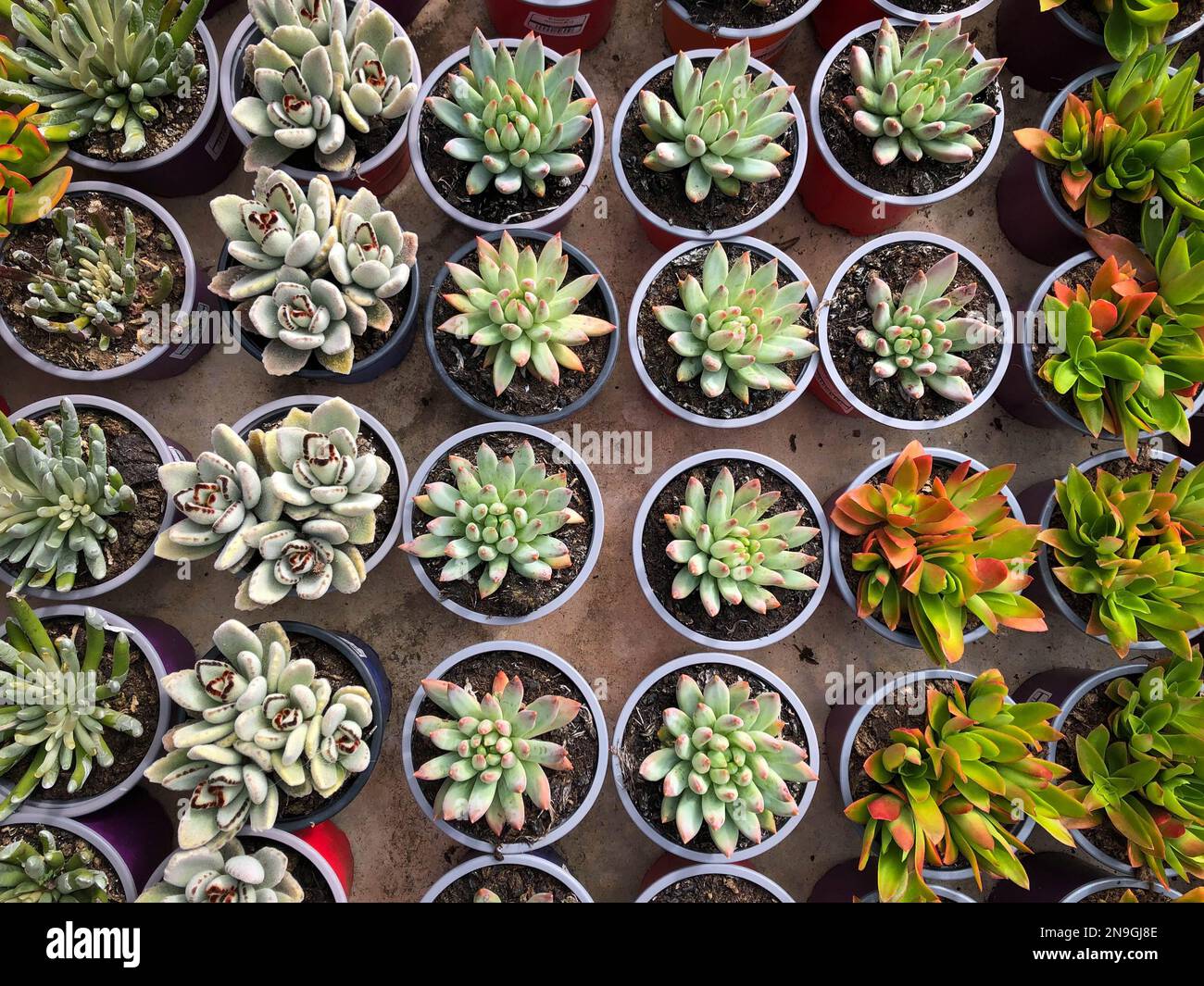 petites plantes succulentes dans la boutique de jardin , Banque D'Images