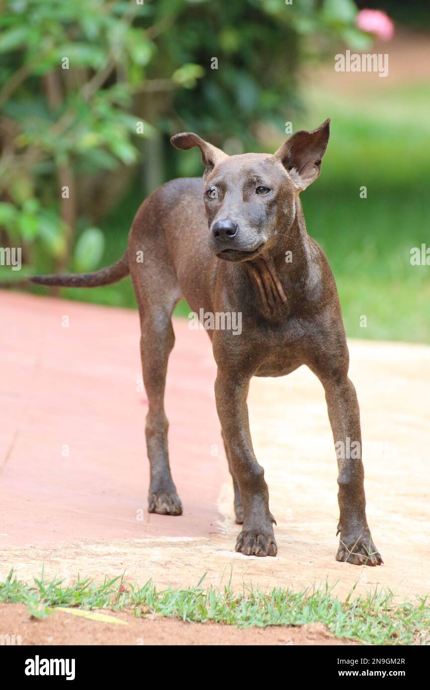 Chien errant dans la rue Banque D'Images