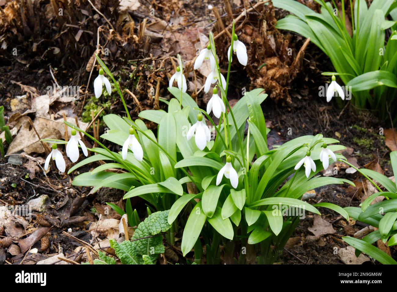 Des chutes de neige à feuilles vertes, Galanthus woronowii, anciennement Galanthus ikariae croissant parmi les fougères dans un jardin boisé d'hiver du Royaume-Uni février Banque D'Images