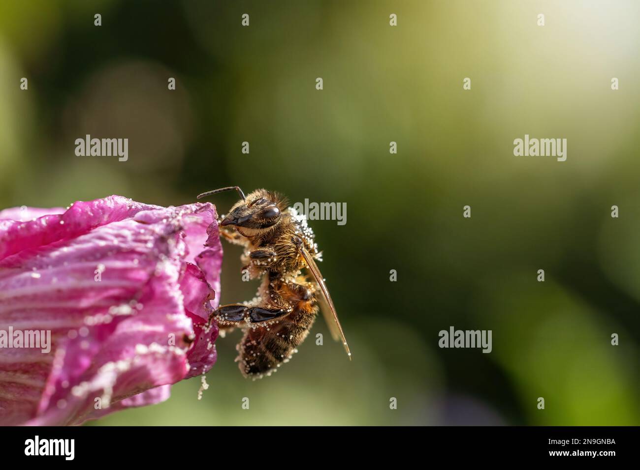 Photo macro de l'abeille posant sur la fleur d'Hibiscus. Horizontalement. Banque D'Images