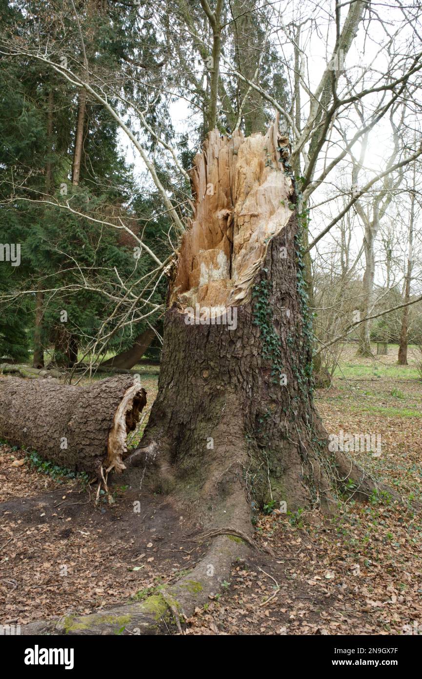 Tempête de dommages à un arbre dans le jardin de la fiducie nationale Kingston Lacy Dorset Angleterre Banque D'Images