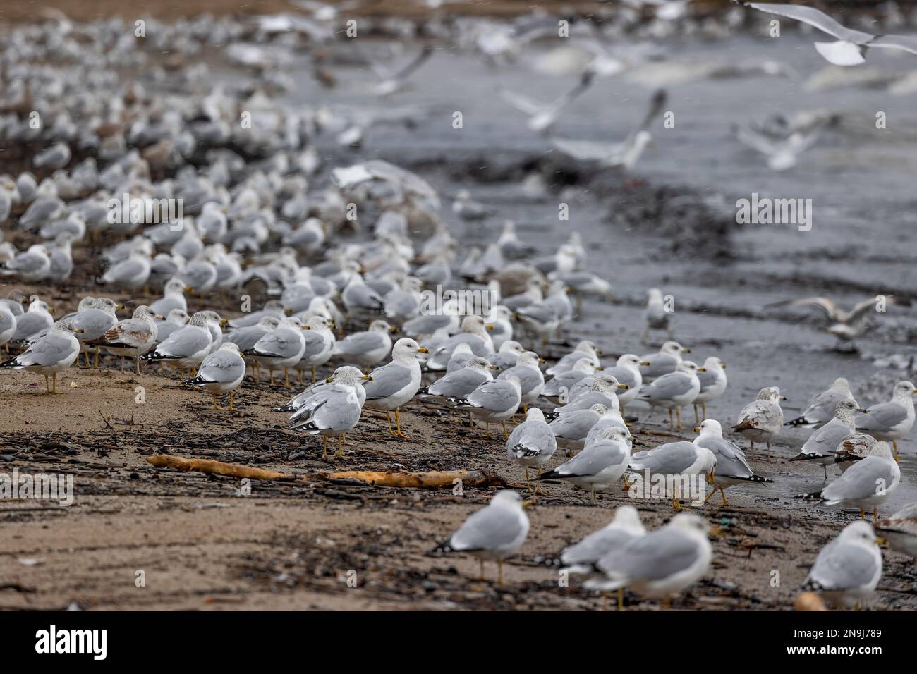 Gros plan d'un troupeau de mouettes le long du bord de l'eau tandis que les vents d'hiver poussent les vagues à terre au lac Érié à Cleveland, Ohio. Banque D'Images