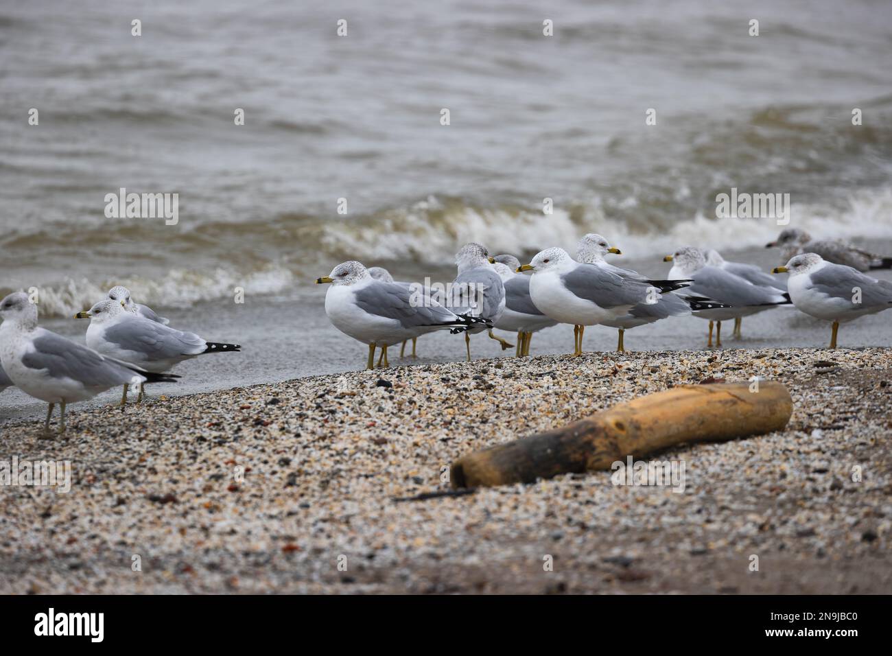 Gros plan des mouettes sur une plage le long du lac Érié à Edgewater Park lors d'une journée hivernale houleuse à Cleveland, Ohio. Banque D'Images
