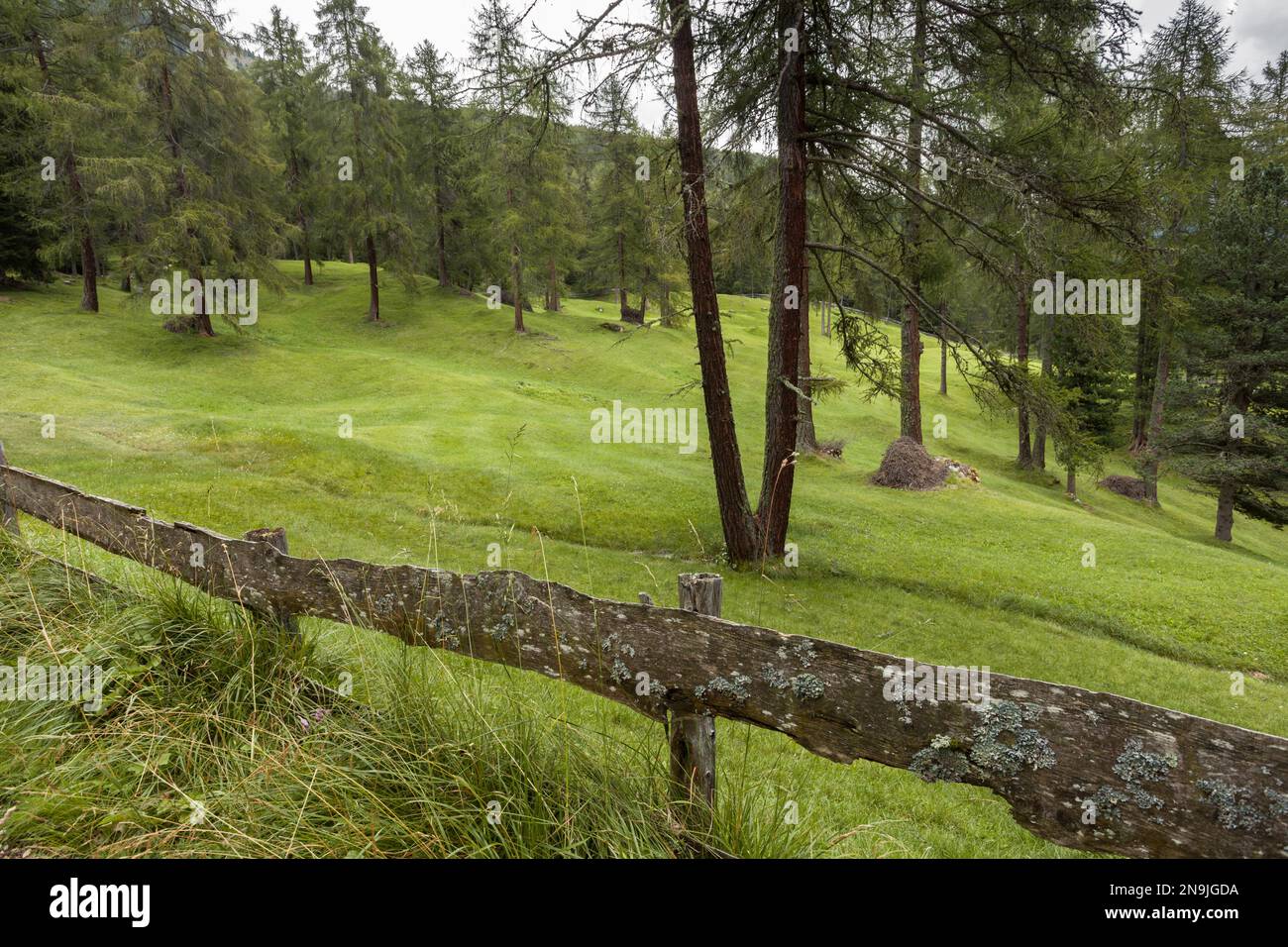 Une forêt paisible dans un jour nuageux, pas de gens autour Banque D'Images