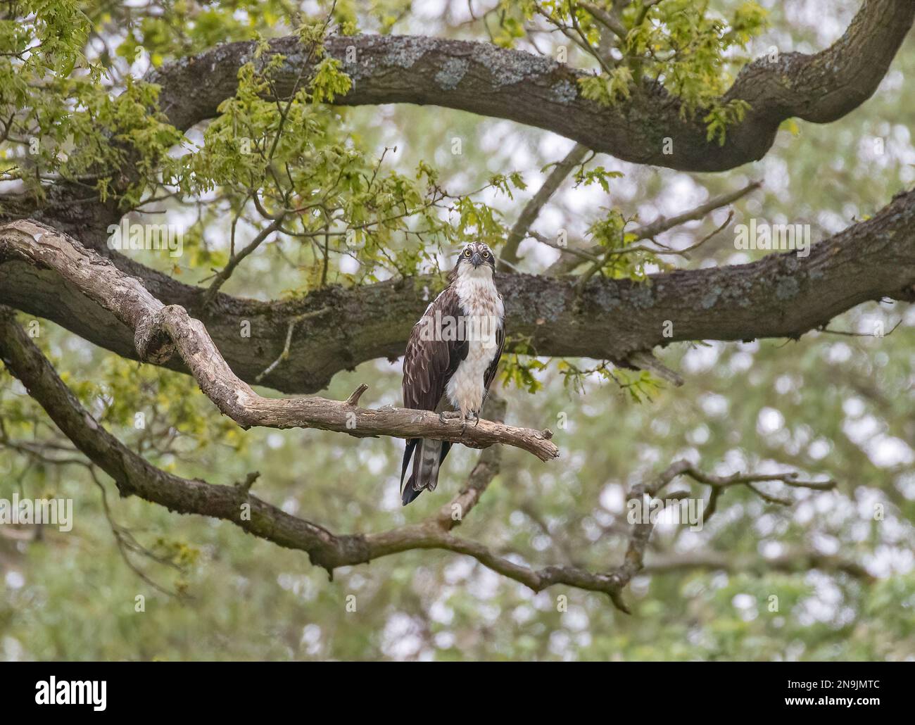 Une photo d'un Osprey (Pandion haliatus) en attente et perché dans un chêne. Prêt et concentré sur la tâche avant de prendre un poisson . Rutland Royaume-Uni Banque D'Images