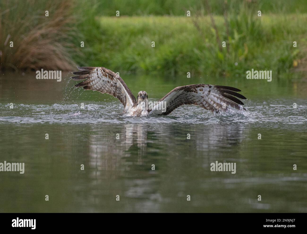 Plan d'action d'un Osprey (Pandion haliatus) à moitié submergé . les ailes s'étirent, essayant de se soulever de l'eau avec une grosse truite . Rutland, Royaume-Uni Banque D'Images