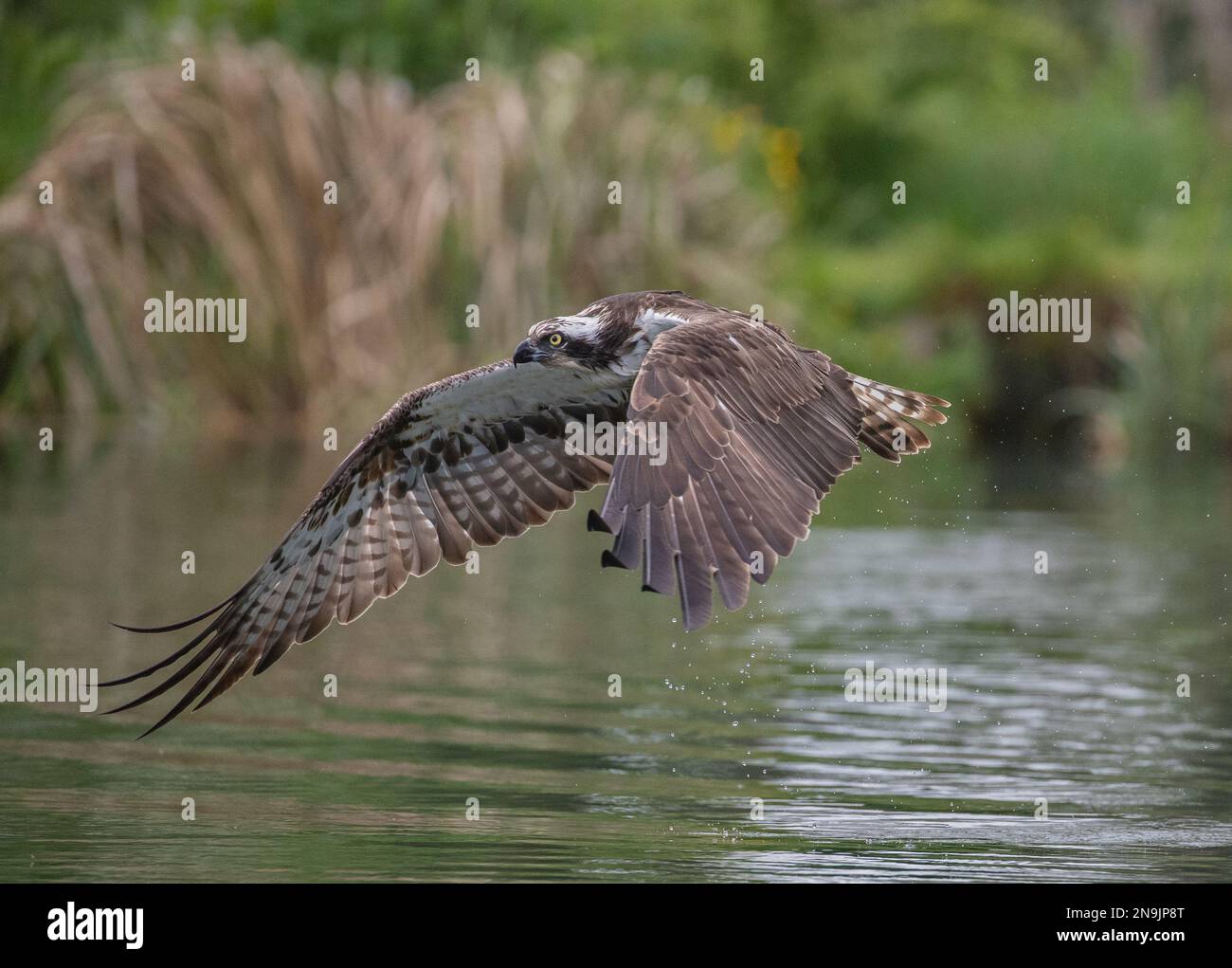 Photo d'action d'un Osprey (Pandion haliatus) volant avec des ailes étirées montrant des détails en plumes.Rutland, Royaume-Uni Banque D'Images