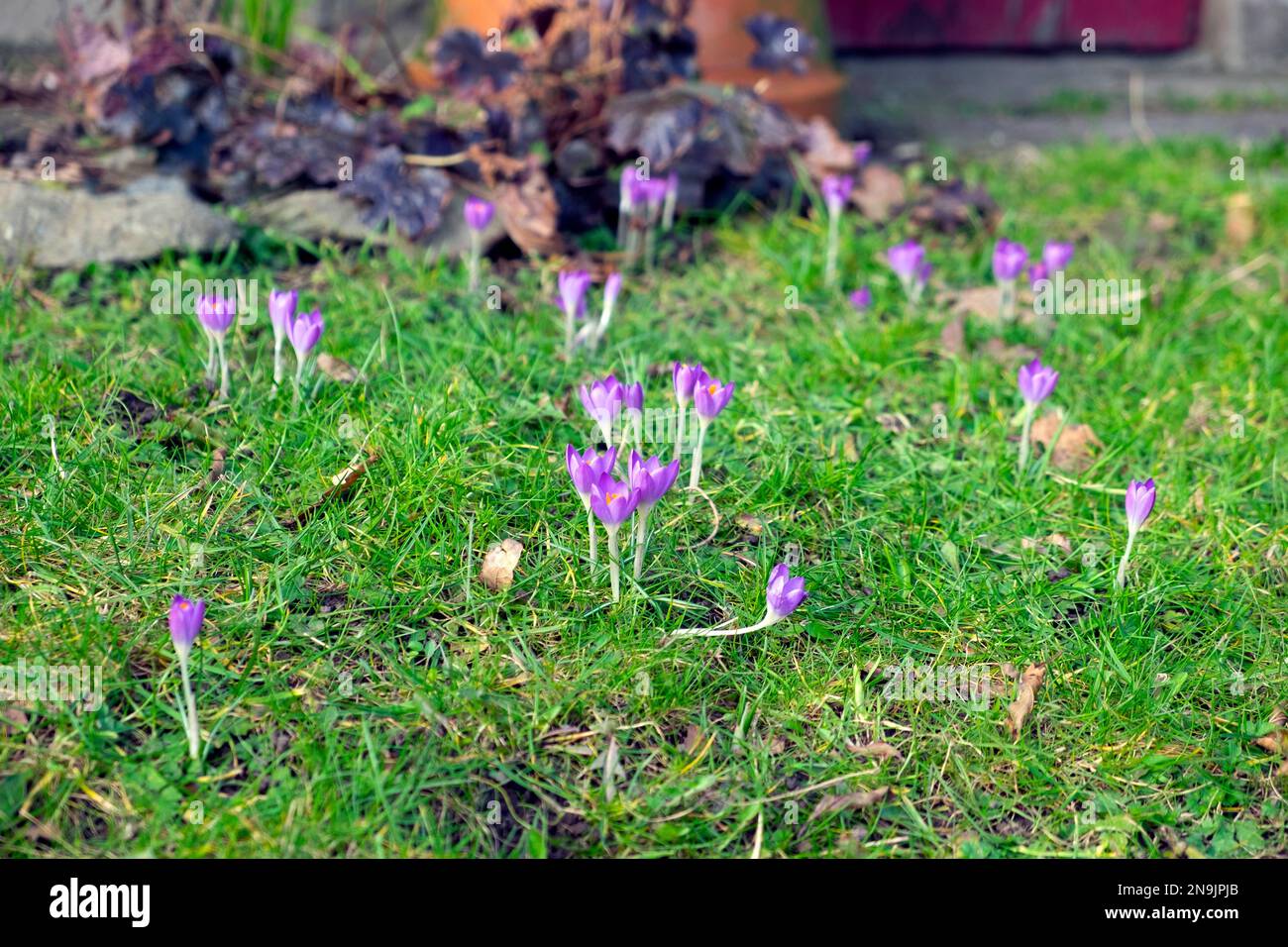 Crocus pourpre crocuses en fleur bulbes de printemps en hiver croissant planté dans l'herbe de pelouse Carmarthenshire pays de Galles Royaume-Uni Grande-Bretagne KATHY DEWITT Banque D'Images
