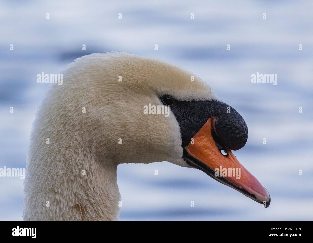 Un gros plan détaillé de la tête d'un cygne muet (Cygnus olor) pour comparer la forme et la coloration avec celle des cygnes Whooper et Bewick. Norfolk, Royaume-Uni Banque D'Images