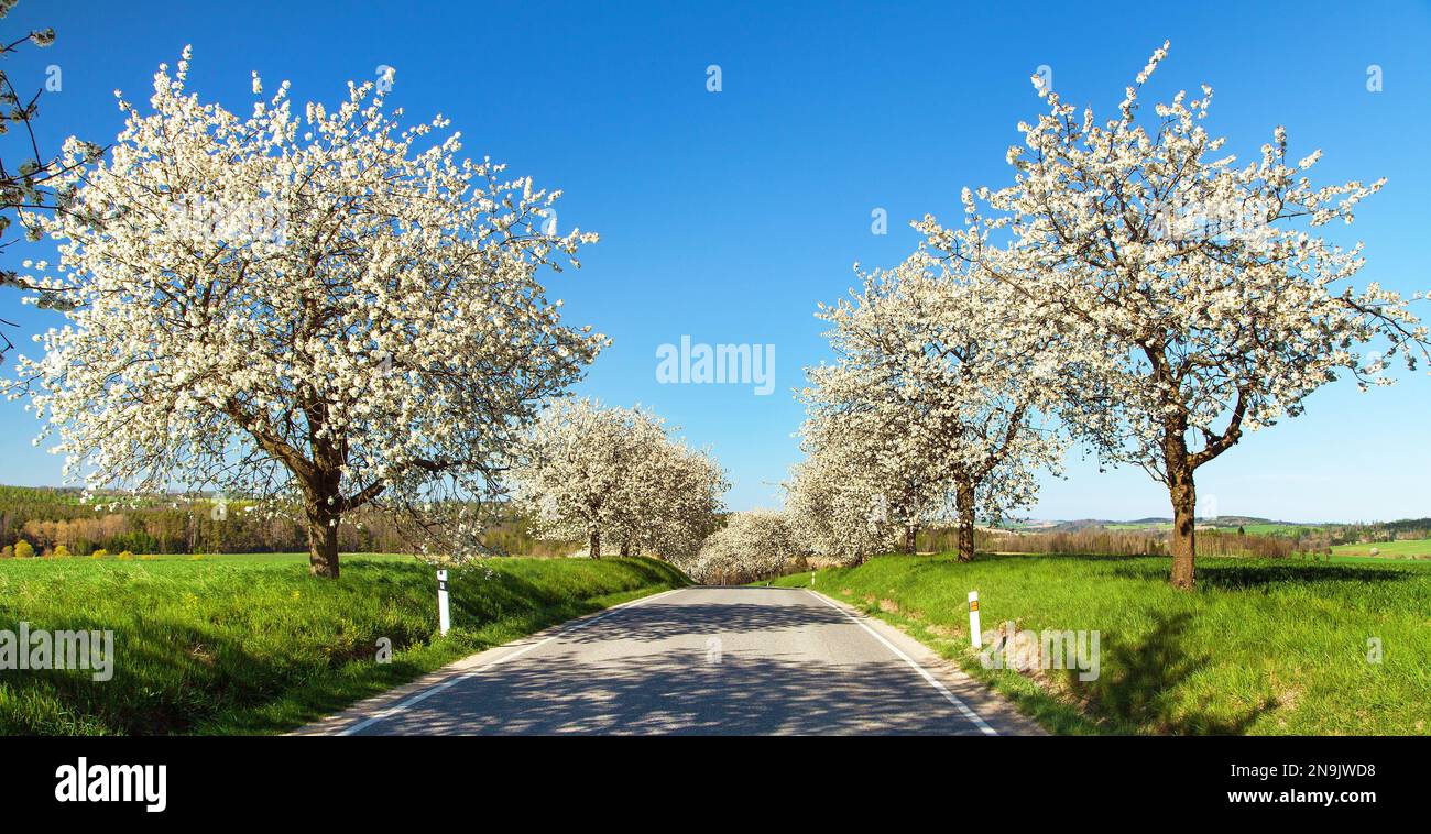 Route et allée de cerisiers fleuris en latin Prunus cerasus avec un ciel magnifique. Cerrytree à fleurs de couleur blanche Banque D'Images