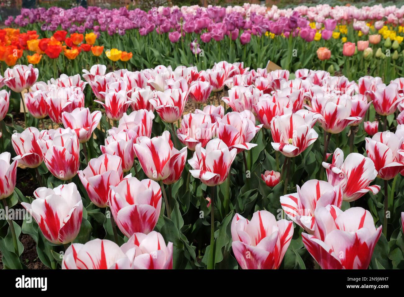 Tulipe «framboise Ripple» en fleur Banque D'Images