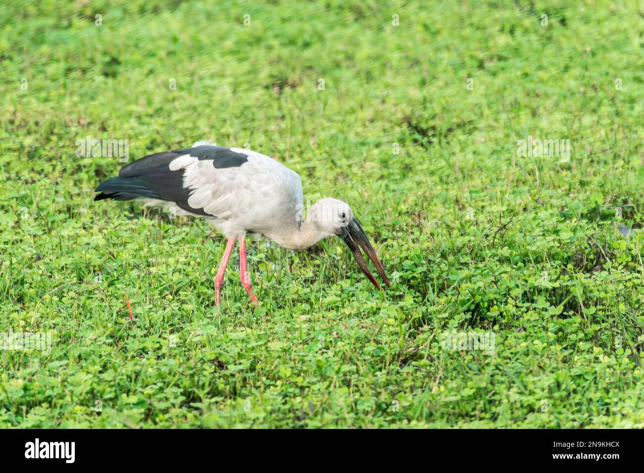 Grand bec asiatique, Anastomus lamelligerus, adulte unique marchant sur terre dans la zone humide, parc national de Yala, Sri Lanka Banque D'Images