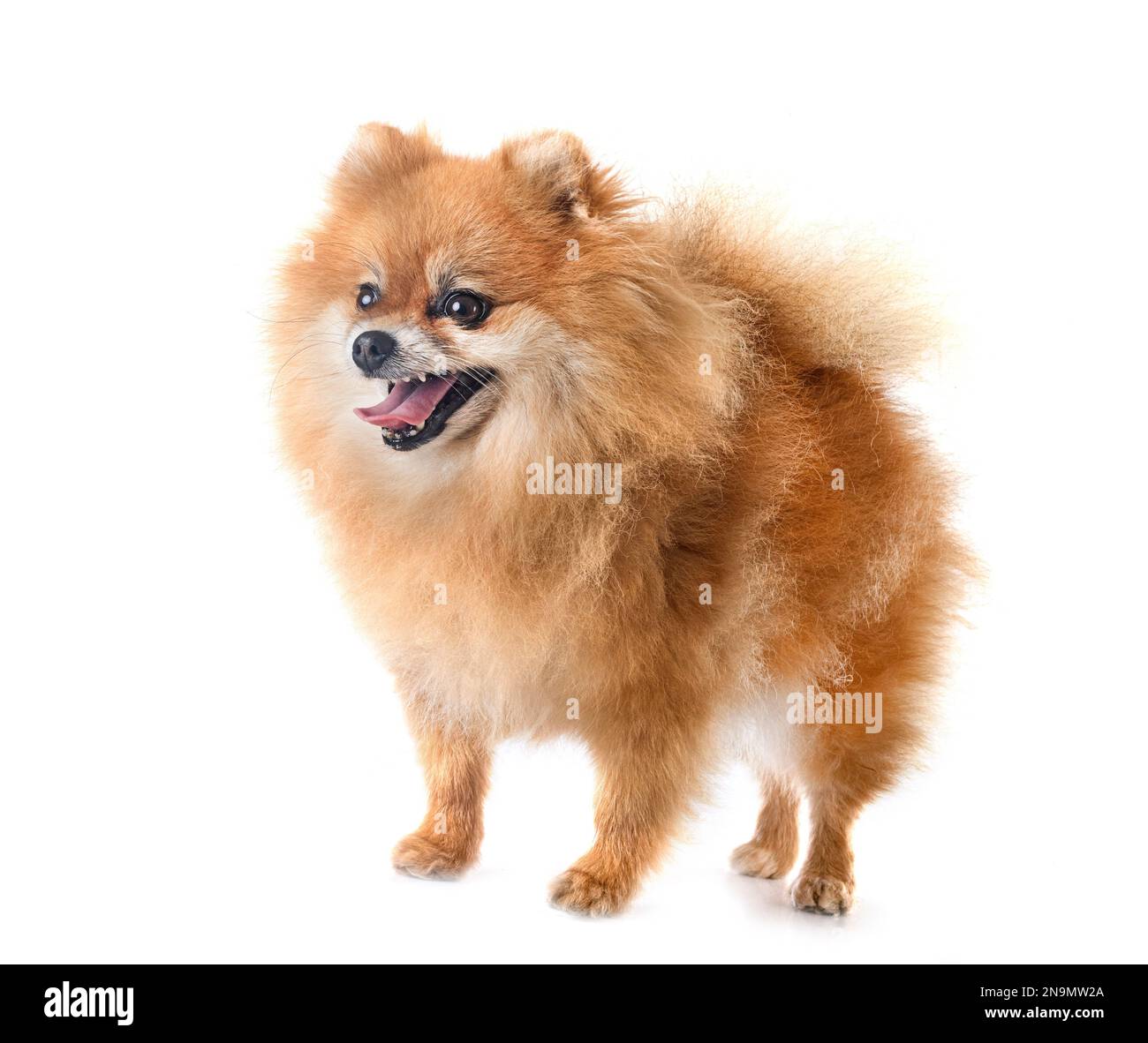 pomeranian senior devant un fond blanc Banque D'Images