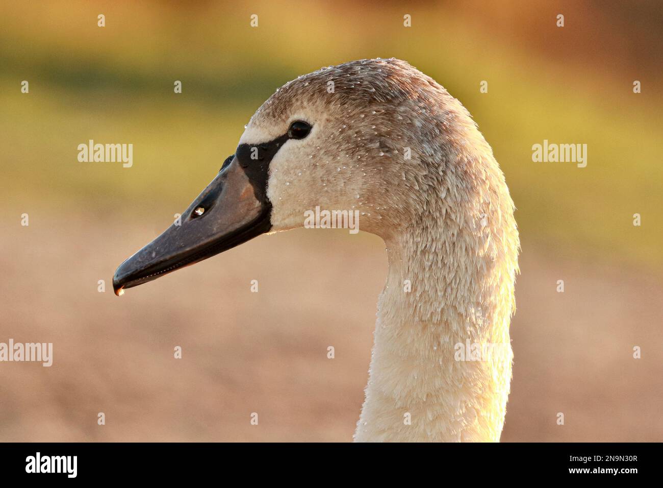 Coup de tête d'un Juvenile Mute Swan Banque D'Images