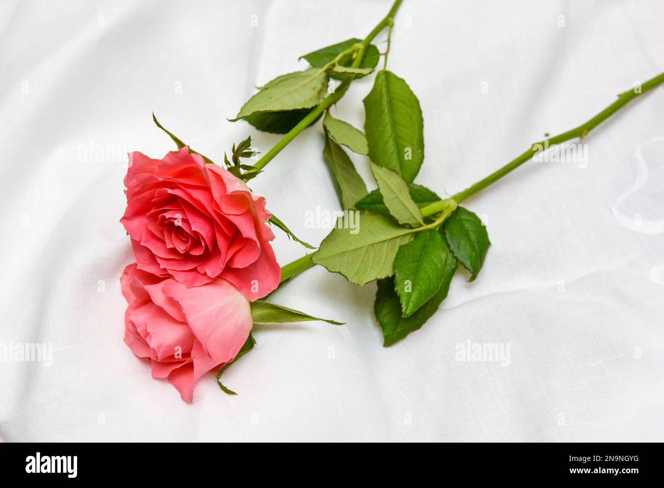 Roses roses romantiques sur un drap de lit blanc Banque D'Images