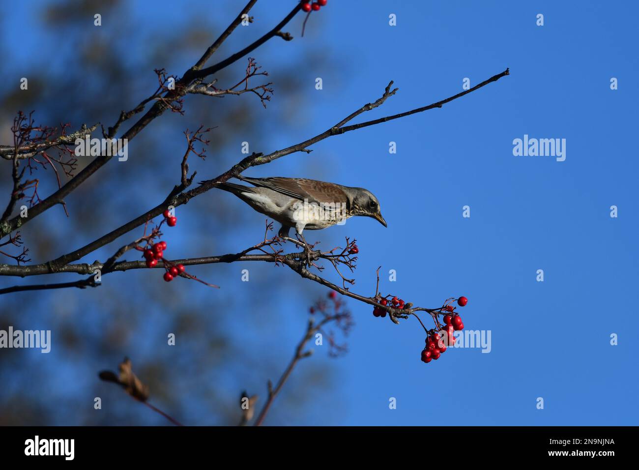 Le Fieldfare Turdus pilaris se nourrit de baies Banque D'Images