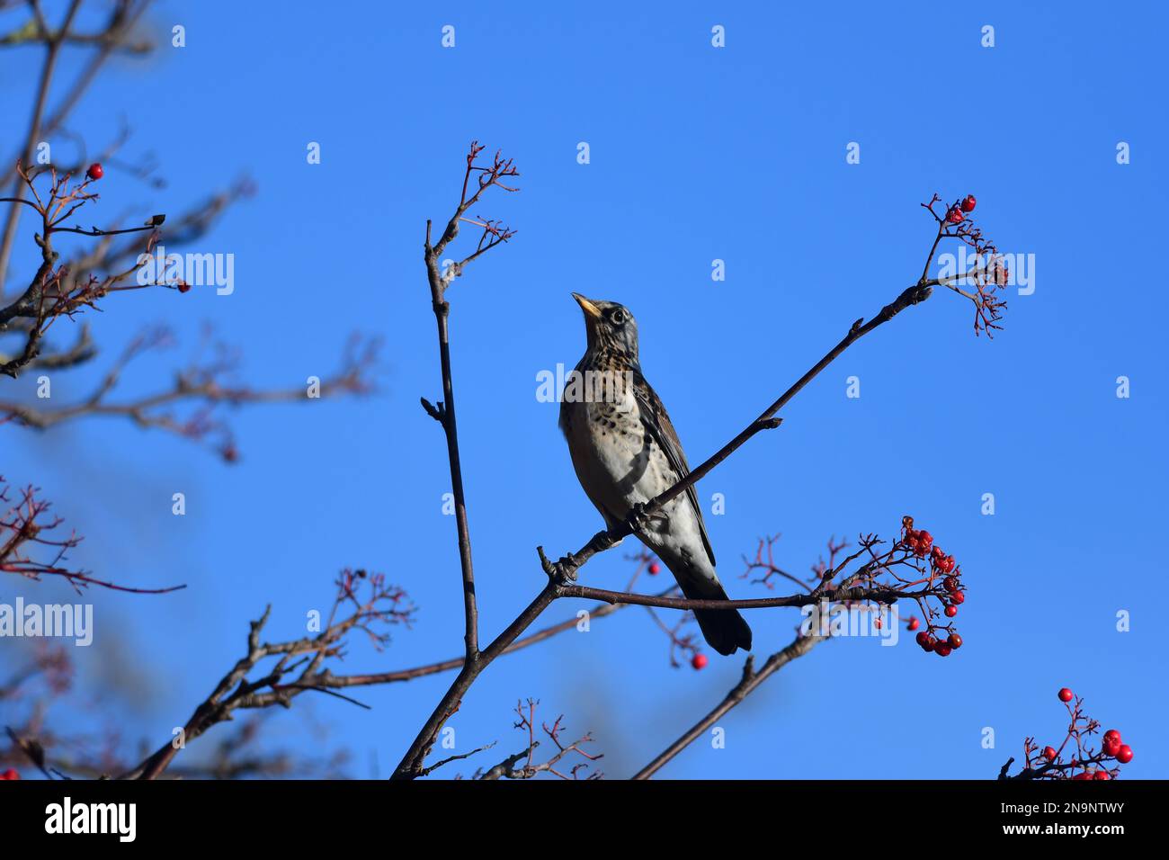 Le Fieldfare Turdus pilaris se nourrit de baies Banque D'Images