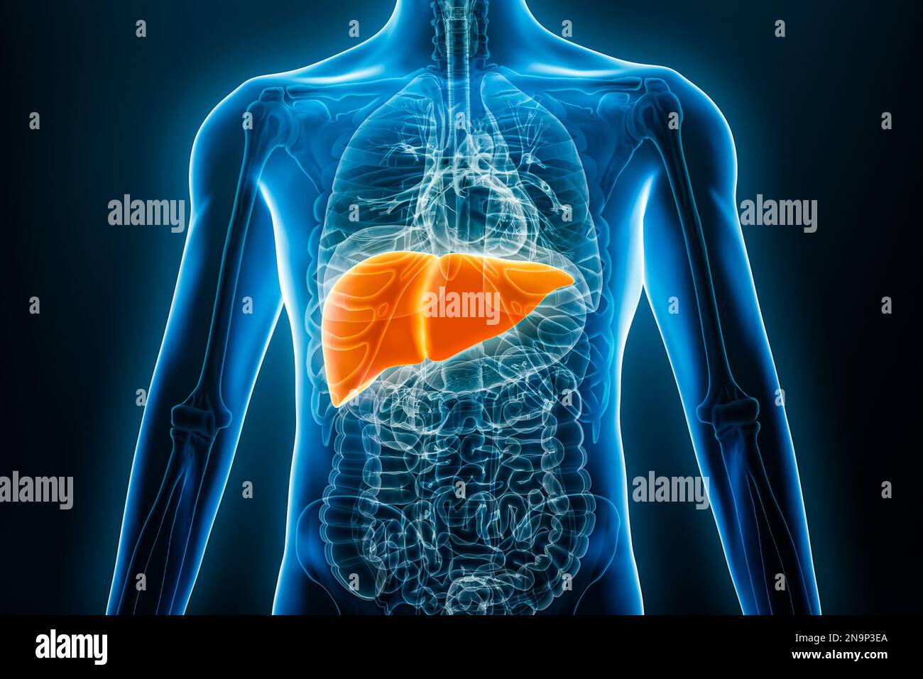 Vue antérieure ou frontale du foie humain 3D avec rayons X, illustration du rendu avec contours du corps masculin. Anatomie, organe du système digestif, médical, biologie, sc Banque D'Images
