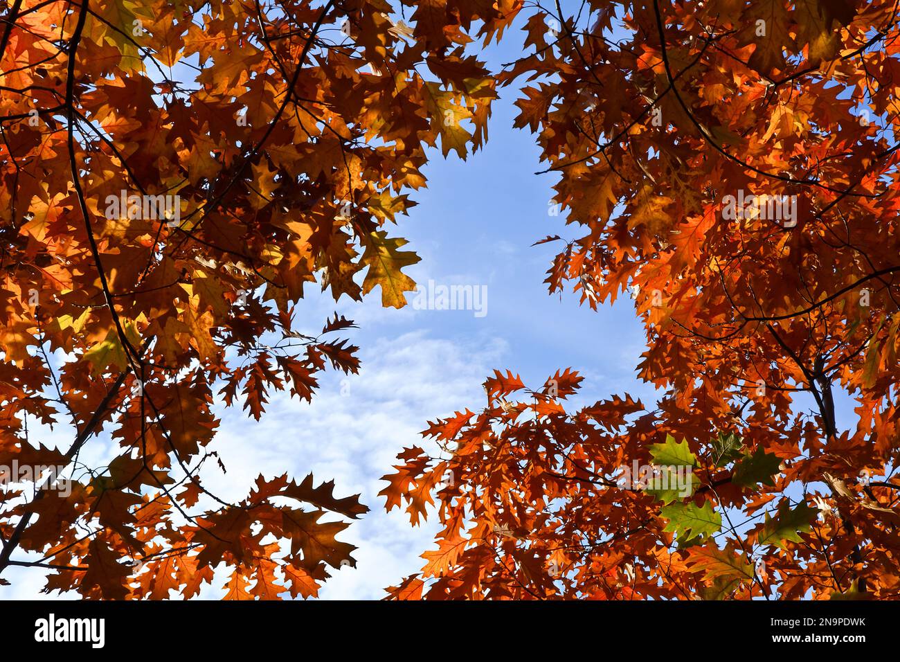 Des feuilles d'automne colorées contre le ciel Banque D'Images