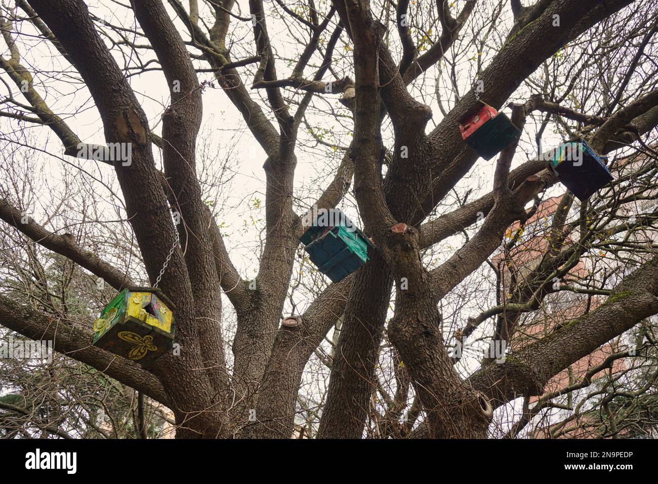 maisons d'oiseaux colorées accrochées aux branches des arbres Banque D'Images