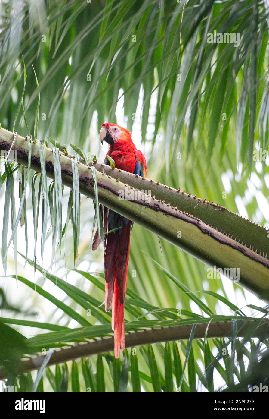 Aras écarlate (Ara Macao) perché dans un palmier ; Costa Rica Banque D'Images