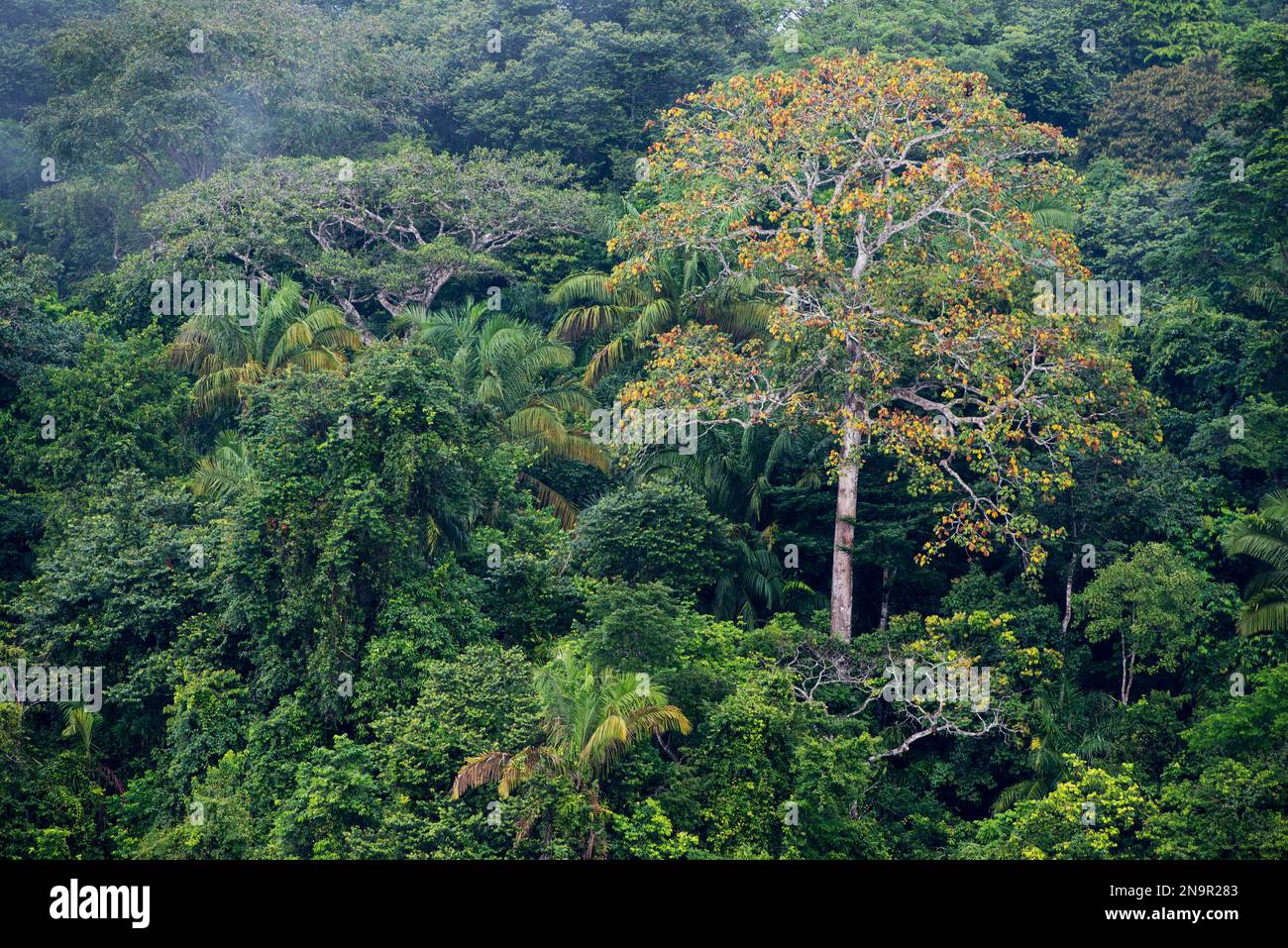 Forêt tropicale le long du lac Gutan sur l'île Barro Colorado ; île Barro Colorado, lac Gutan, Panama Banque D'Images