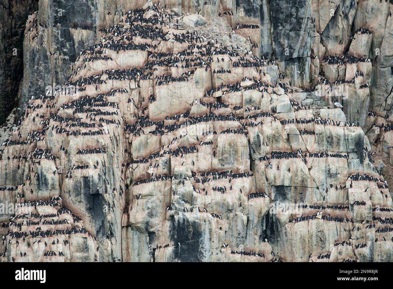 Des centaines de murmes à bec épais (Uria lomvia) nichent sur une falaise à Kapp Fanshawe ; Spitzberg, Svalbard, Norvège Banque D'Images