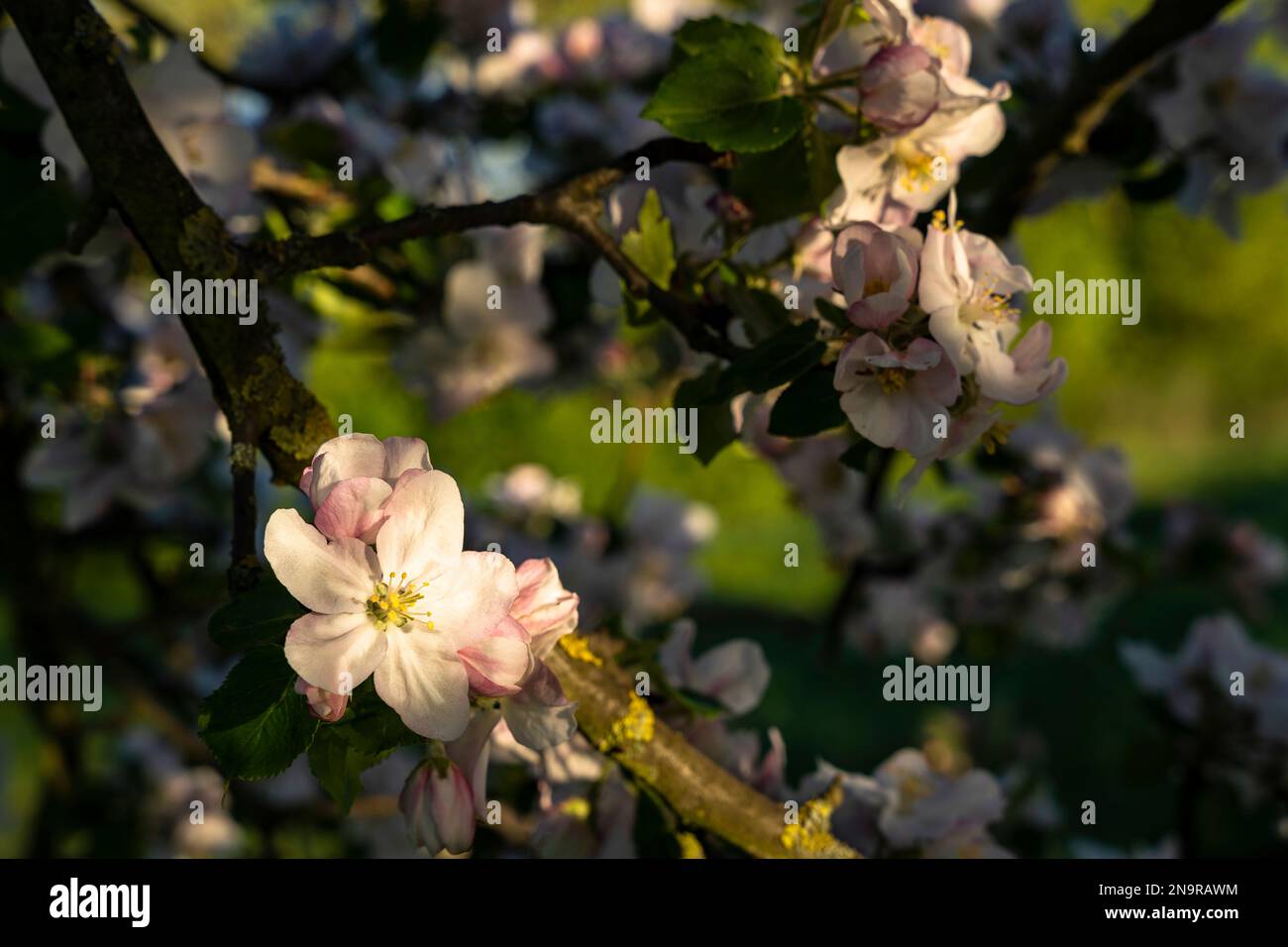 Une branche d'un pommier aux fleurs blanches et roses au printemps, d'autres fleurs en arrière-plan, l'Allemagne. Banque D'Images