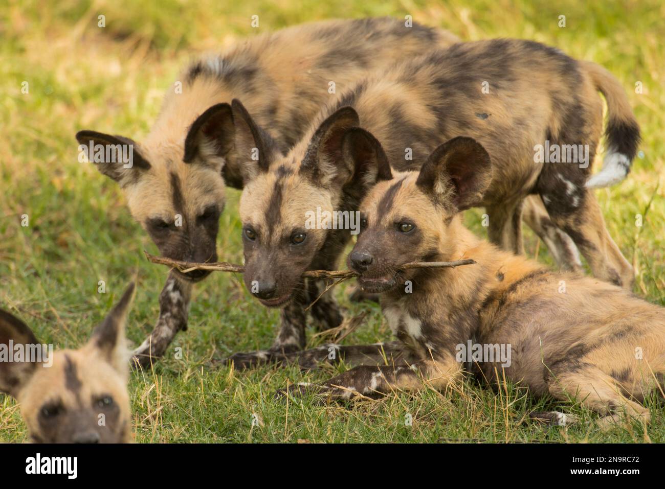 Les membres du pack de chiens sauvages africains (Lycaon pictus) jouent ensemble à Selinda Reserve au Botswana ; Selinda Reserve au Botswana Banque D'Images