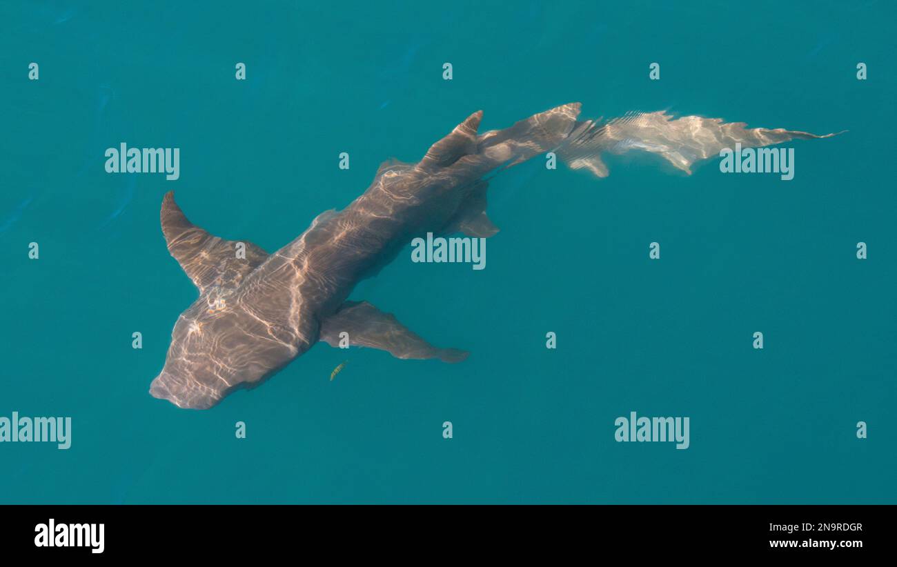 Requin nourricier Tawny (Nebrius ferrugineus) en eau claire vue d'en haut ; Kimberley, Australie occidentale, Australie Banque D'Images