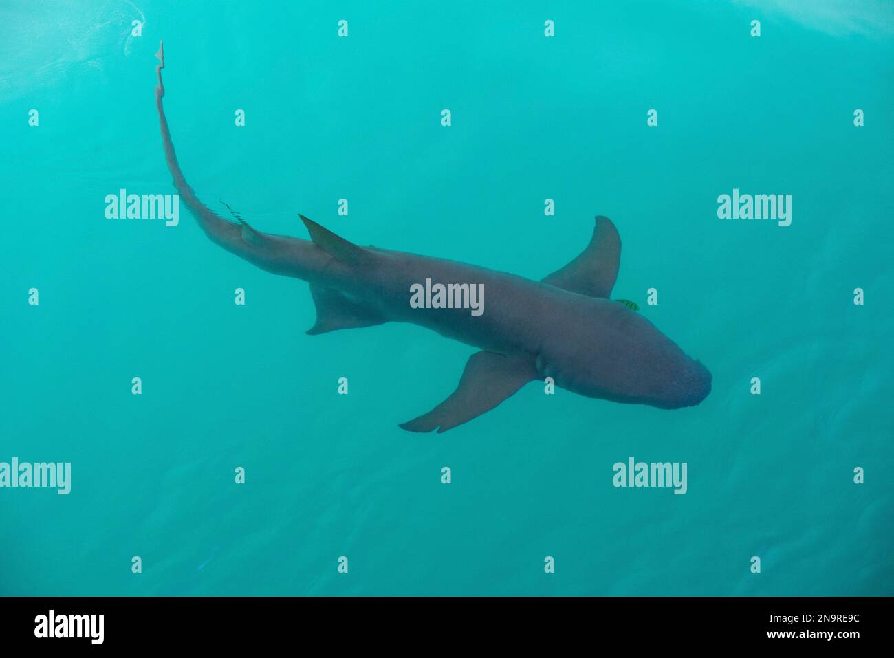 Requin nourricier Tawny (Nebrius ferrugineus) en eau claire vue d'en haut ; Kimberley, Australie occidentale, Australie Banque D'Images