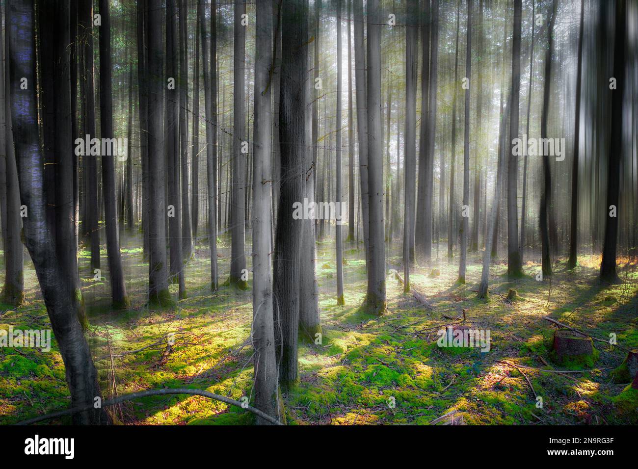 ART PHOTOGRAPHIQUE : secrets de la Forêt Banque D'Images