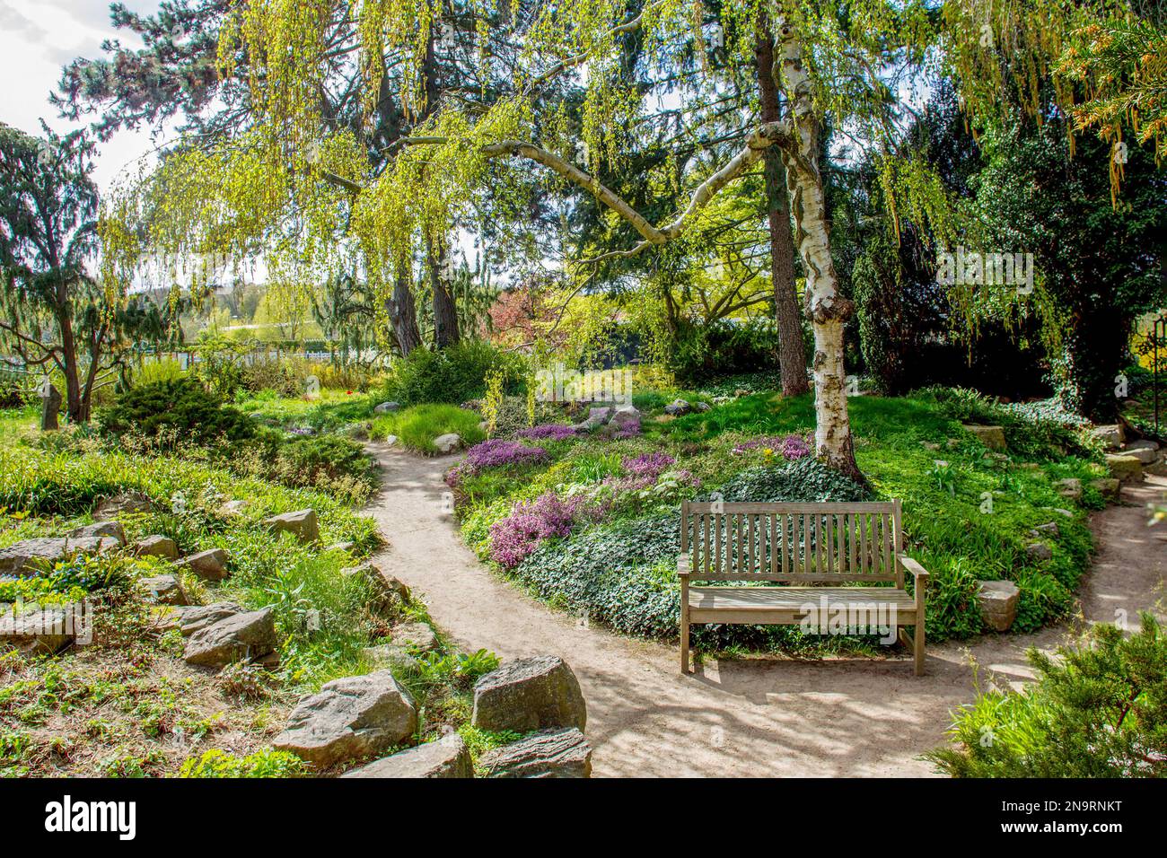 Rochers en bordure de chemins de jardin et de pousses rampant dans le jardin à côté de la maison de Karl Foerster à Potsdam. Floraison rose de calluna vulgaris dans di Banque D'Images