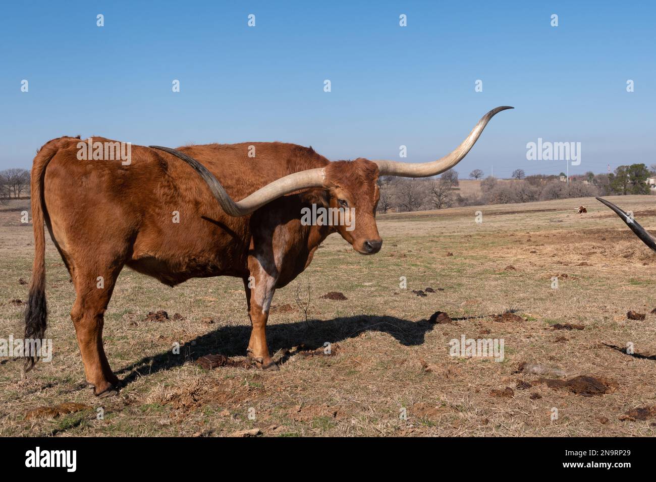 Profil d'un grand taureau brun Longhorn avec de longues cornes courbées debout dans un pâturage herbacé de ranch, un jour ensoleillé au Texas. Banque D'Images