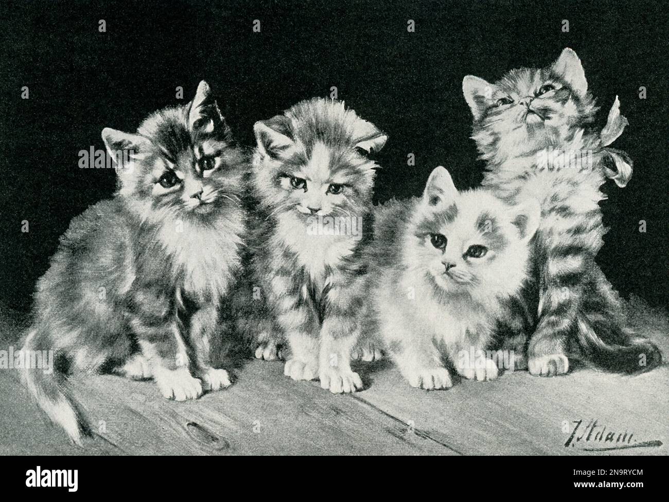 Ces illustrations montrent quatre chatons de l'artiste français Jean Victor Adam (1801-1867). Adam était peintre et lithographe français. Banque D'Images